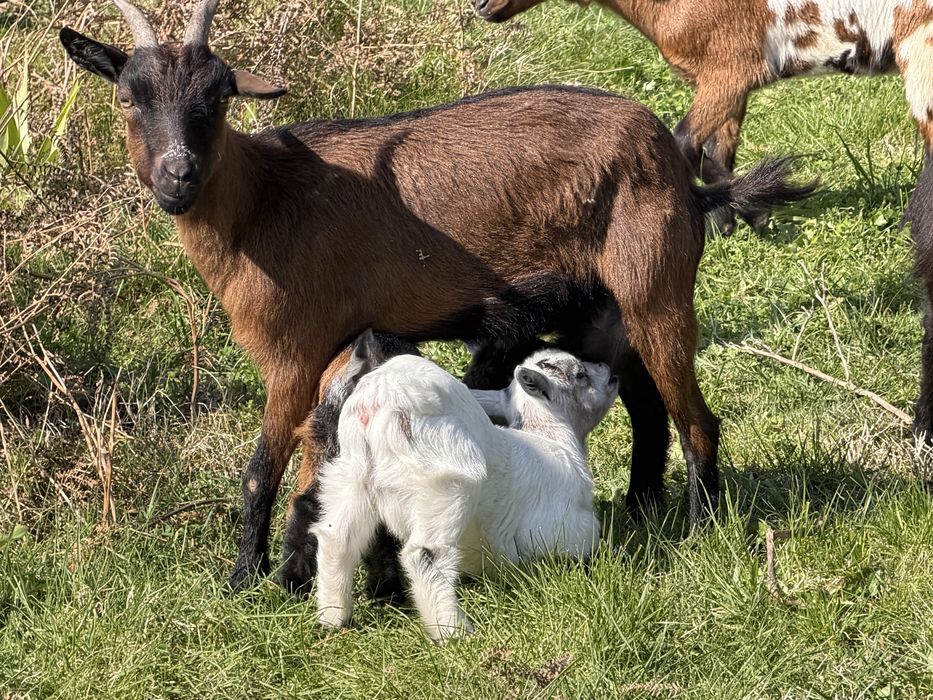 Rebanho de 7 cabras anas
