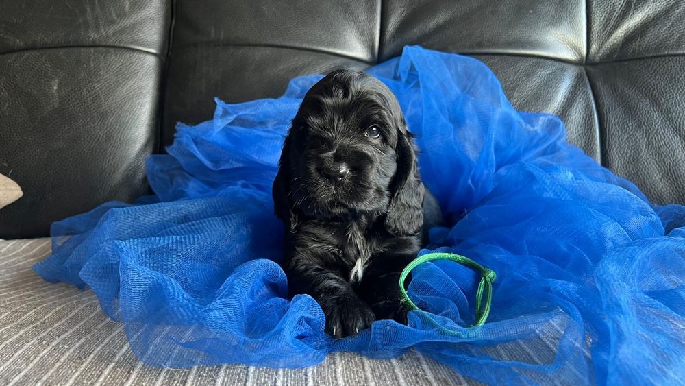 Cocker spaniel inglês
