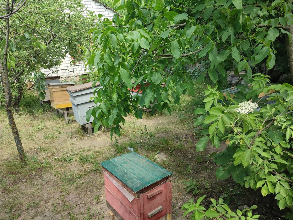 Продам власну пасіку