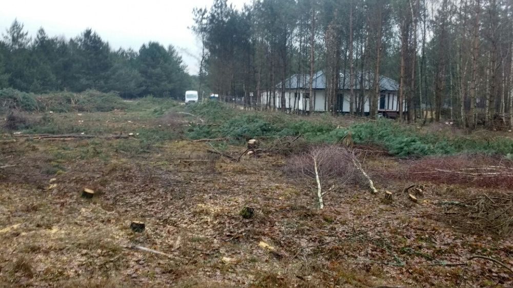Wycinka drzew i krzewów