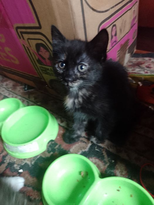 Віддам кошенят безкоштовно