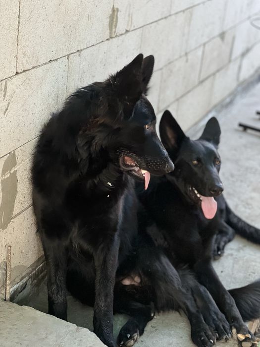 Щенки черной  европейской овчарки