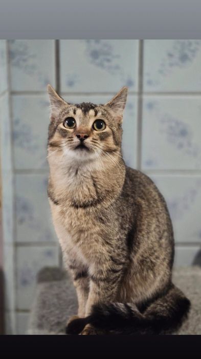 Отдам котенка лесного окраса, мальчик, 5 месяцев