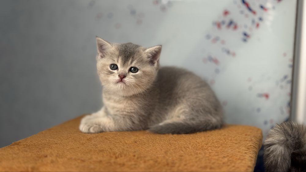 Котята голоба шиншилла, срібна, рижий