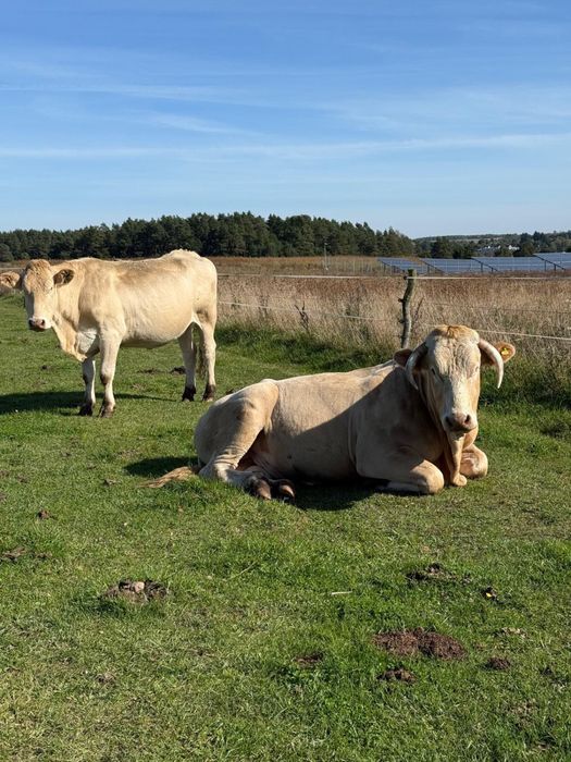 sprzedam byka blonde d’aquitaine