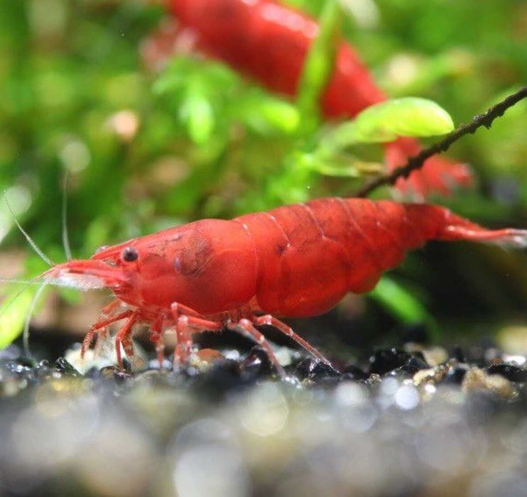 Krewetka BLOODY MARY - Neocaridina - Caridina - dowóz, wysyłka