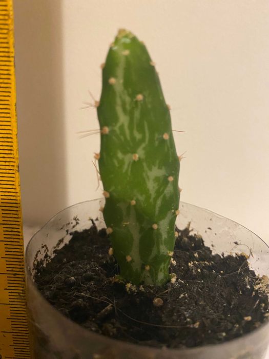 Kaktus Opuntia monacantha variegata (sukulent) - 6 cm