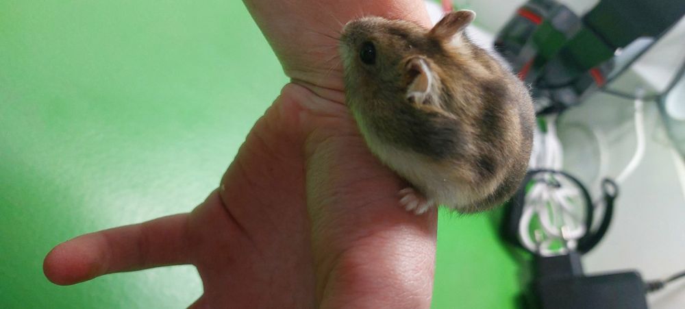 Хом'як дужунгарскій