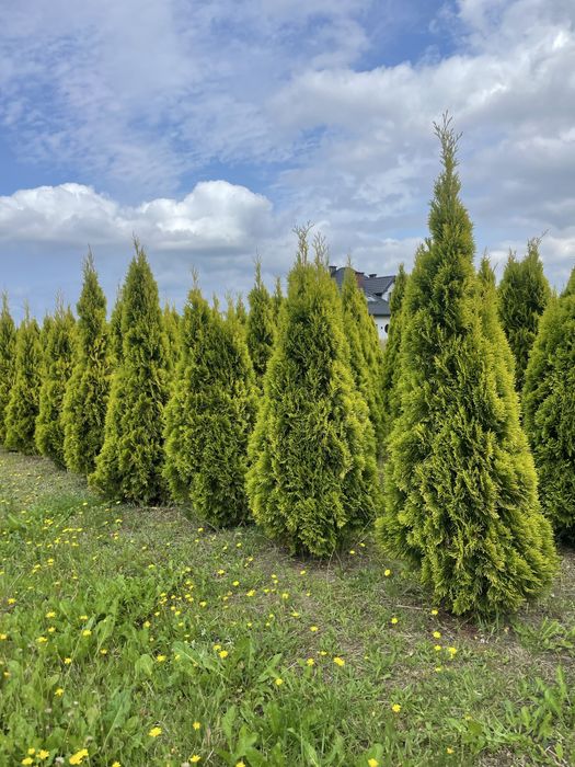 Duże Tuje Brabant 270cm ‼️PRODUCENT‼️ Wysokie Tuje Brabant do 4,5m‼️
