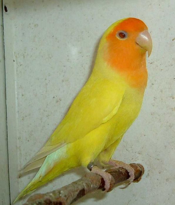 Vendo roseicolis prontos a criarem