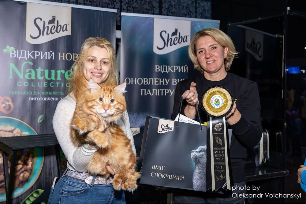 Кошенята Курильського бобтейла з розплідника