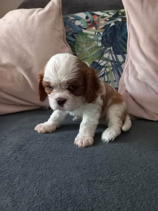 Cavalier King Charles Spaniel