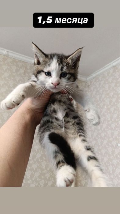 Много котят бесплатно