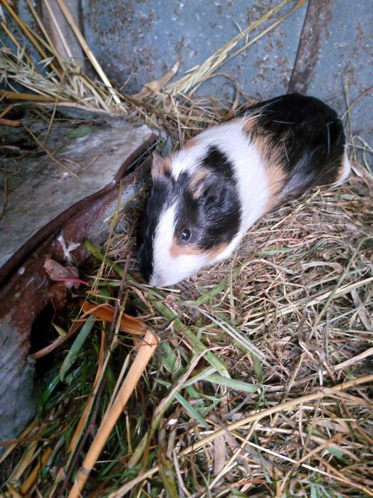 Техно спарк у гарантії