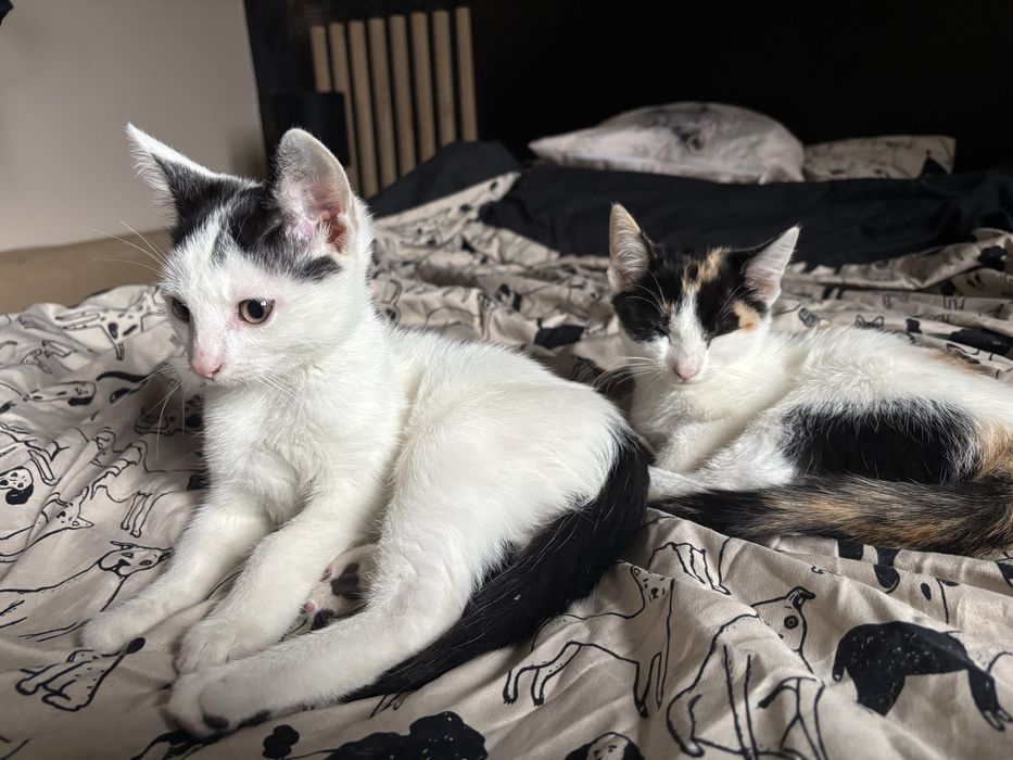 Zuma i Sima szukaja domu!