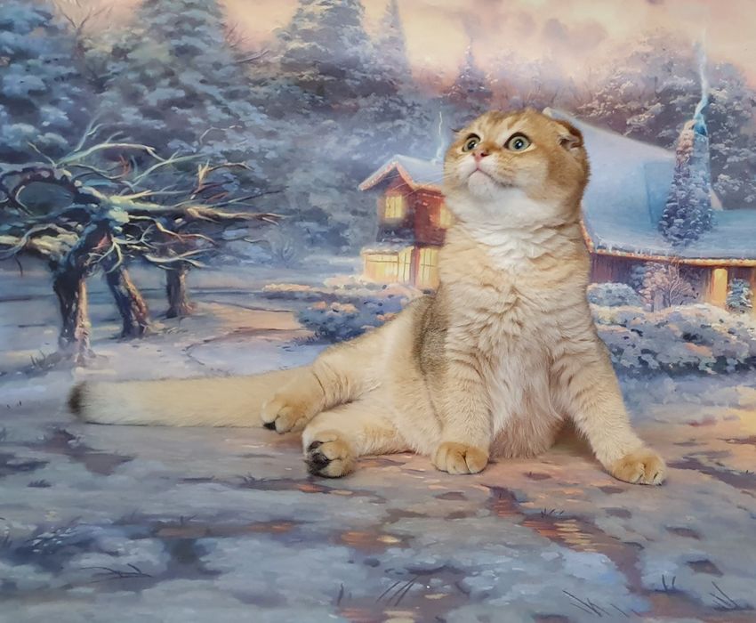 Золотистый зеленоглазый фолдик