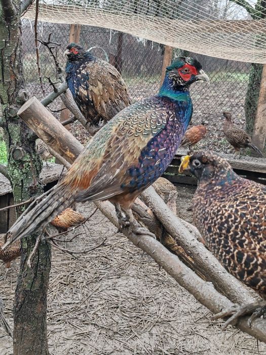 Продам фазанів мисливських