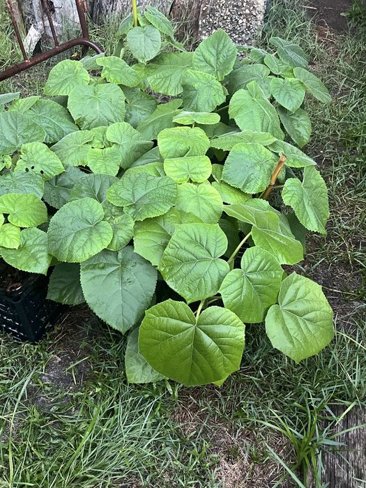 Paulownia elongata