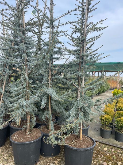 Cedr Libański Glauca 200 cm cena 390 zł