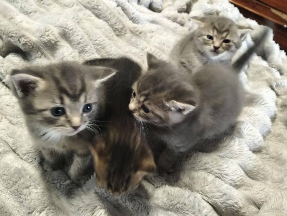 Кошенята (кішка, кіт)