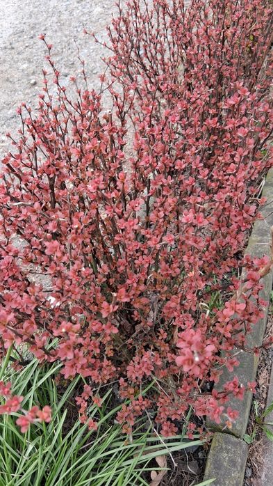 Berberysy duże krzaczki cztery kolory