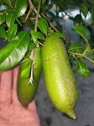 Frutiferas Exoticas
