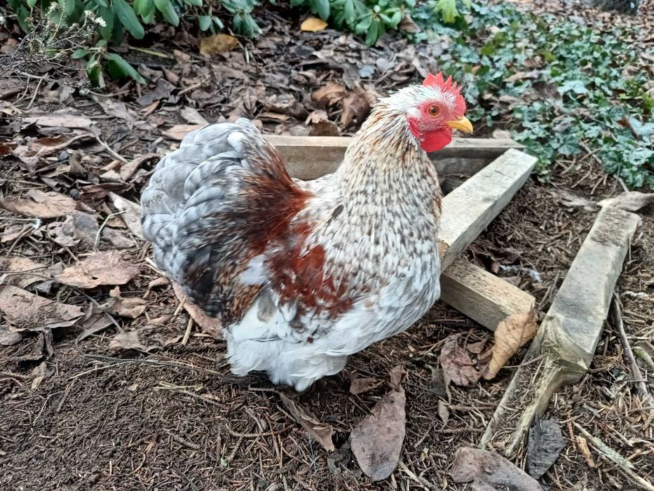 Karzełek kochin koguty 2025