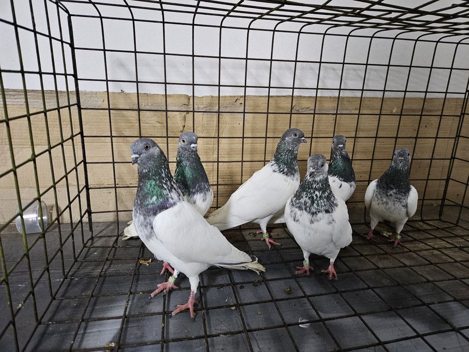 Gołębie budapeszty Bydgoszcz