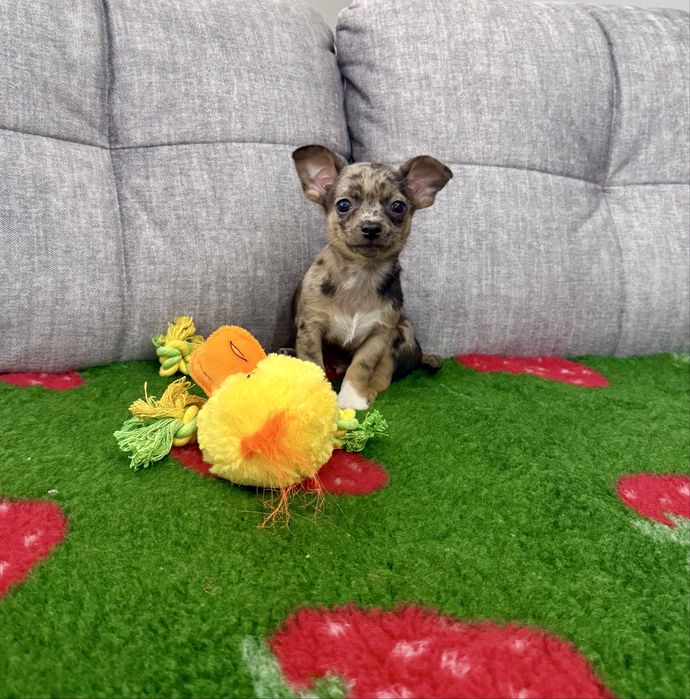 Chihuahua mini piesek red merle Rasti
