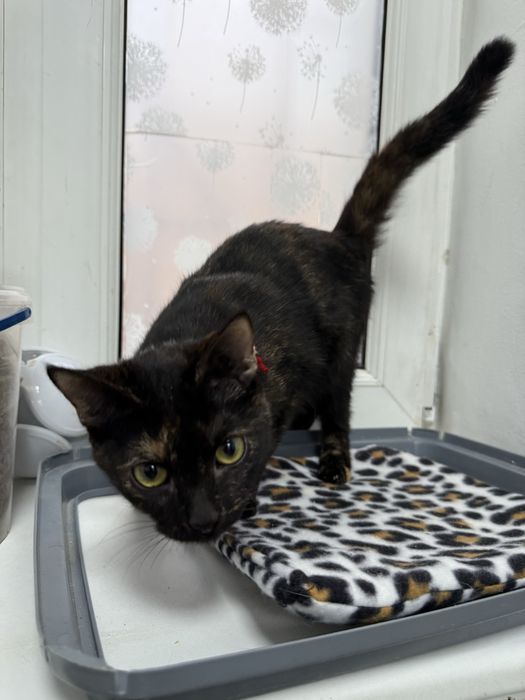 Віддаємо милу кішечку