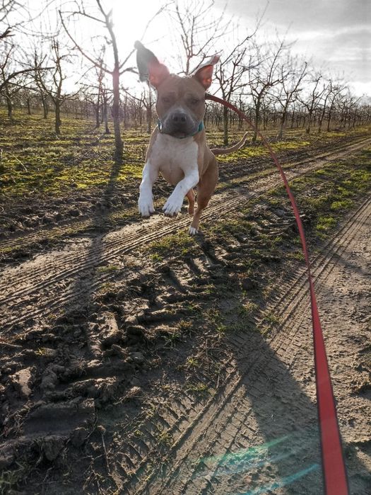 Hotel dla psów Lubawa