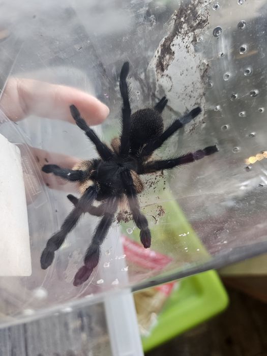 Monocentropus balfouri samice 5,5DC