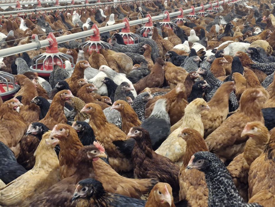 Kury, kurczeta odchowane- Ostrowiec Świętokrzyski możliwy transport!!!