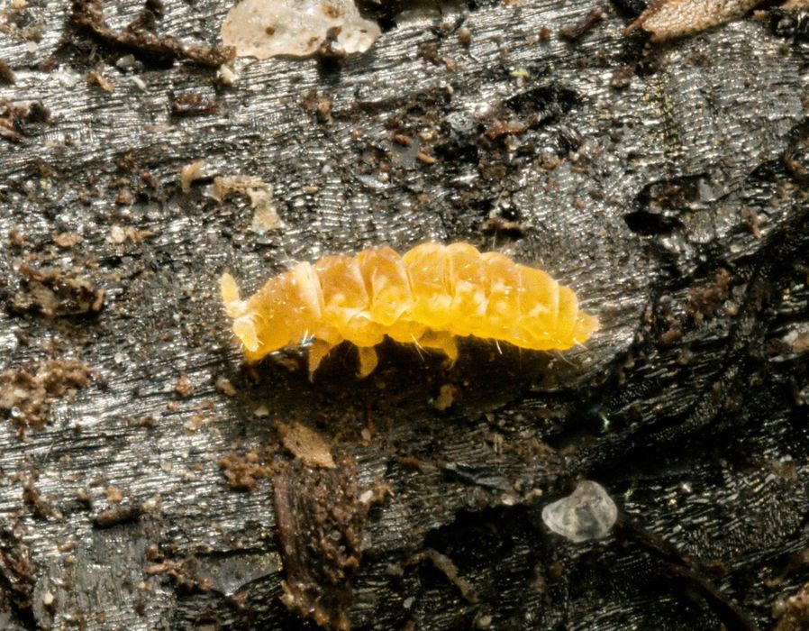 Colêmbolo Amarelo Albino - Ceratophysella yellow albino