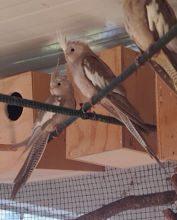 Vendo caturras deste ano