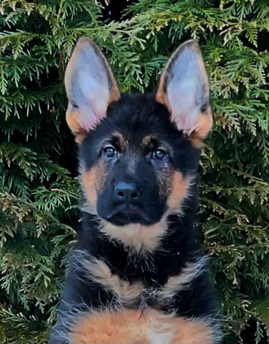 Owczarek niemiecki FCI