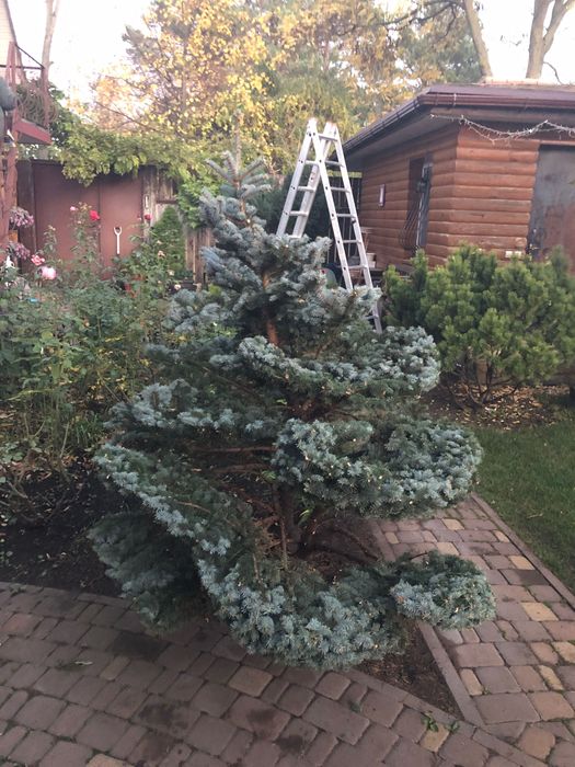 Стрижка хвойних ,топіарне мистецтво
