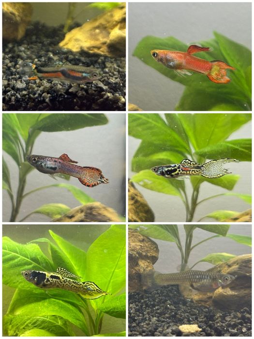 Gupik Endlera, Silver lira, para