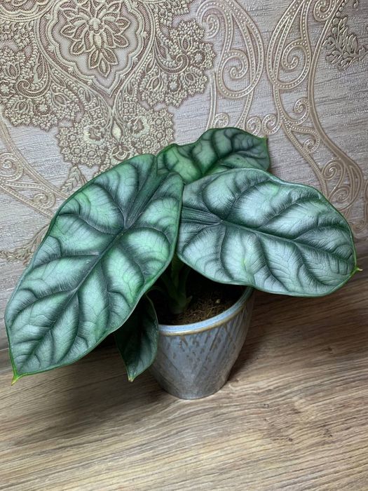 Алоказія Дракон Скайл