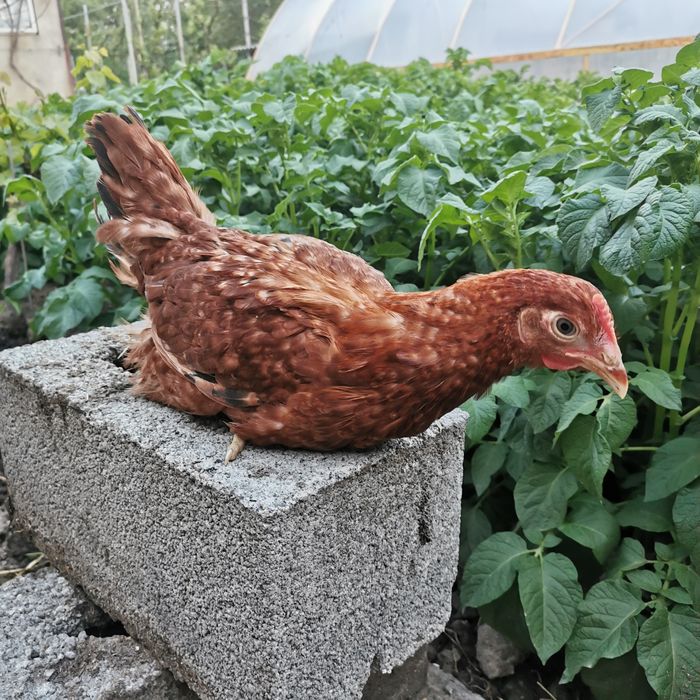 Курчата Ломан Браун, Домінант, Голошийка