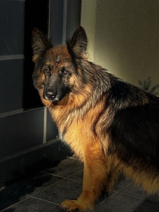 Owczarek niemiecki suczka