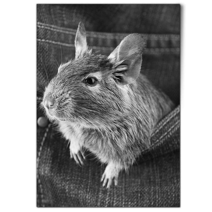 Degu Koszatniczka wiewiórka chilijska