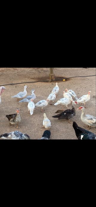 Perus Royal Palm e patos mudos com 4 meses idade
