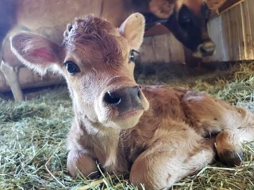 Продам молоду тиличку