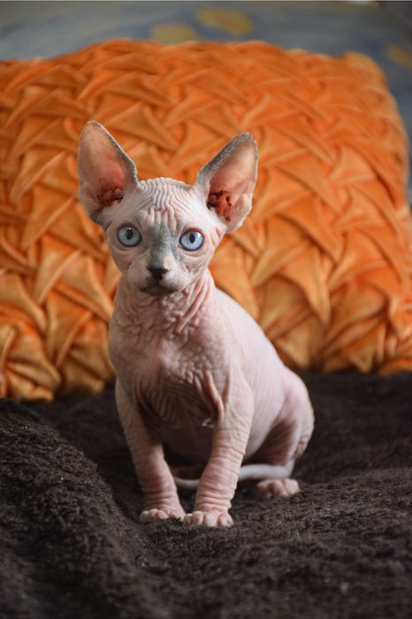 Lyborius Legacy - Canadian Sphynx