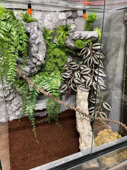 Terrarium szklane dla jaszczurki