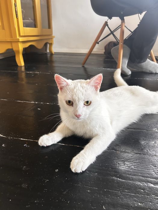 Подарую котика білого