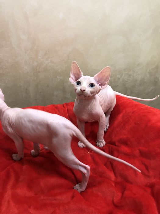 Мальчики сфинкс очаровашки