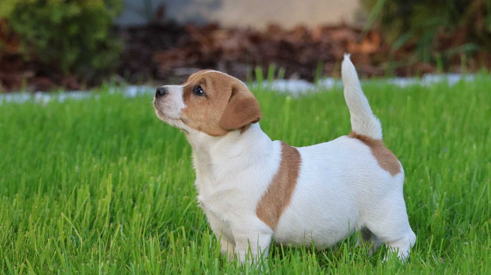 Jack Russell Terrier ZKwP FCI- z hodowli o wzorcowych warunkach