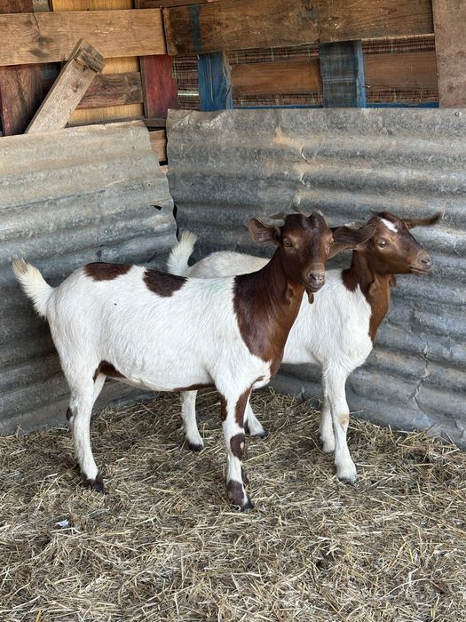 Cabras chibas Boer